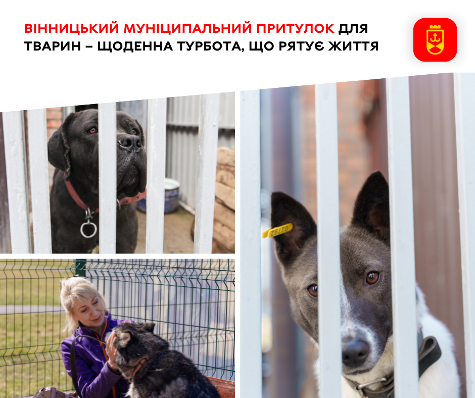 Вінницький муніципальний притулок для тварин – щоденна турбота, що рятує життя